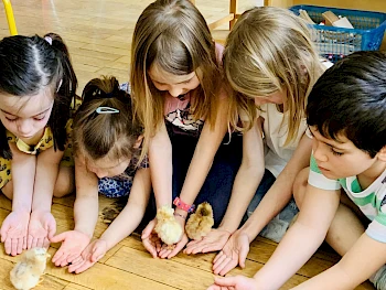 les poussins à la maternelle