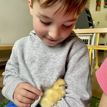 les poussins à la maternelle